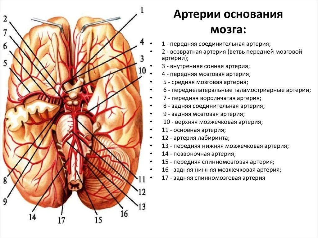 Артерии основания мозга