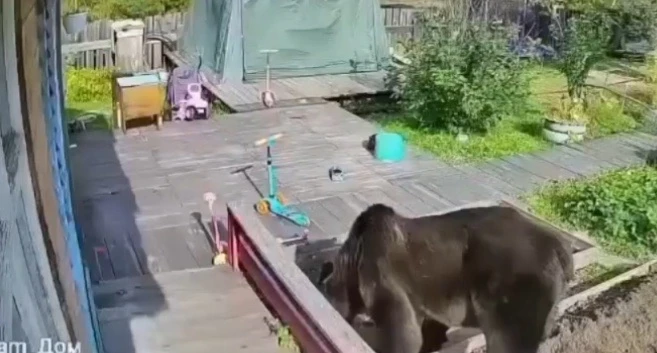 😱 Медведь пришел на дачу к вартовчанам