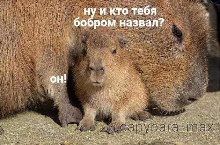 КАПИБАРА МАХ