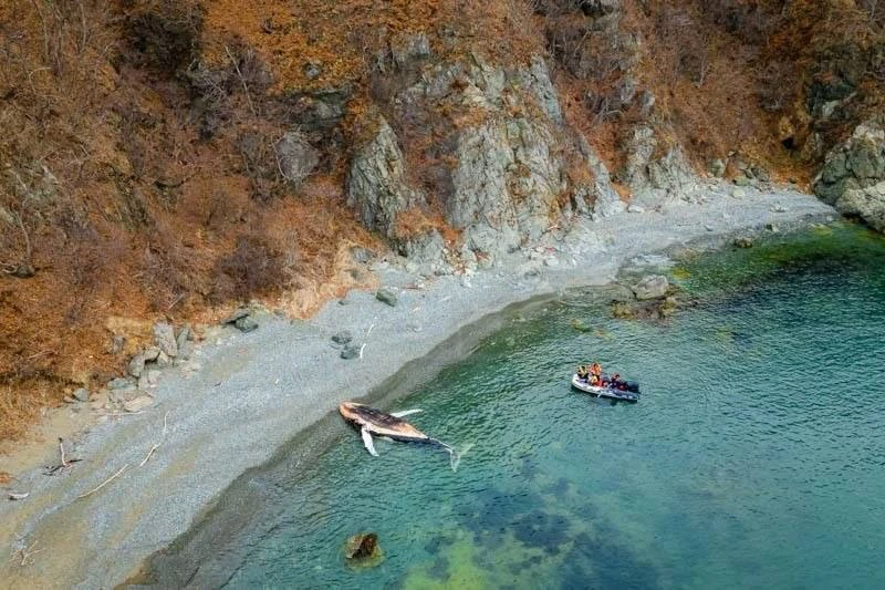 Останки горбатого кита отбуксировали в открытое море от берегов Находки