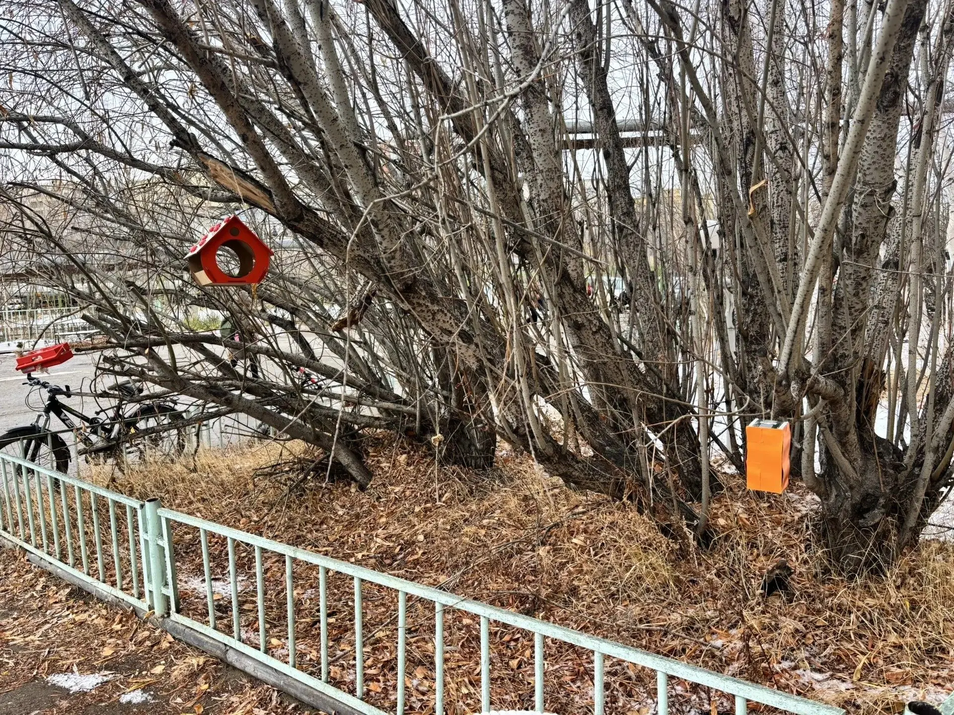 Защитим птичек! 🐦
