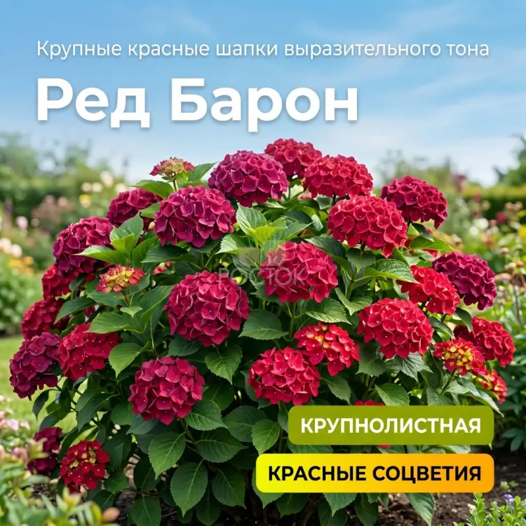 Неприлично дешёвые гортензии: крепкие саженцы от 500 ₽ 🌿