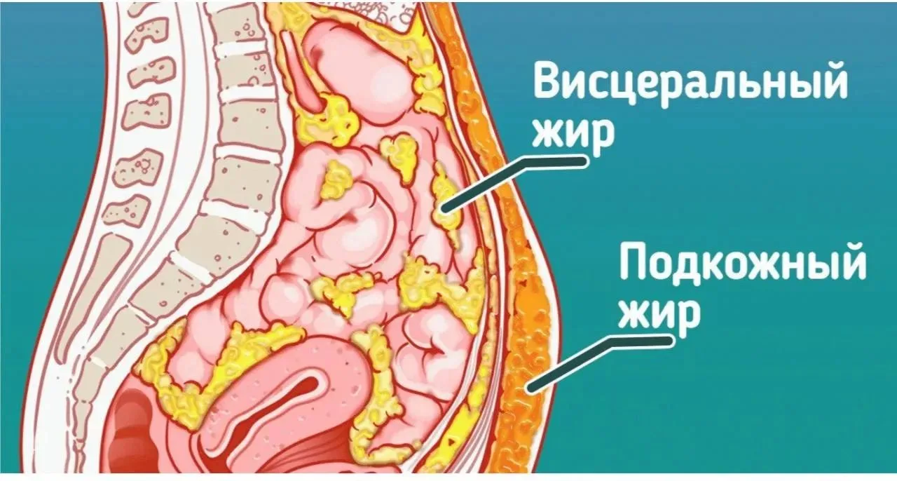 🟢 Некоторые признаки висцерального жира: