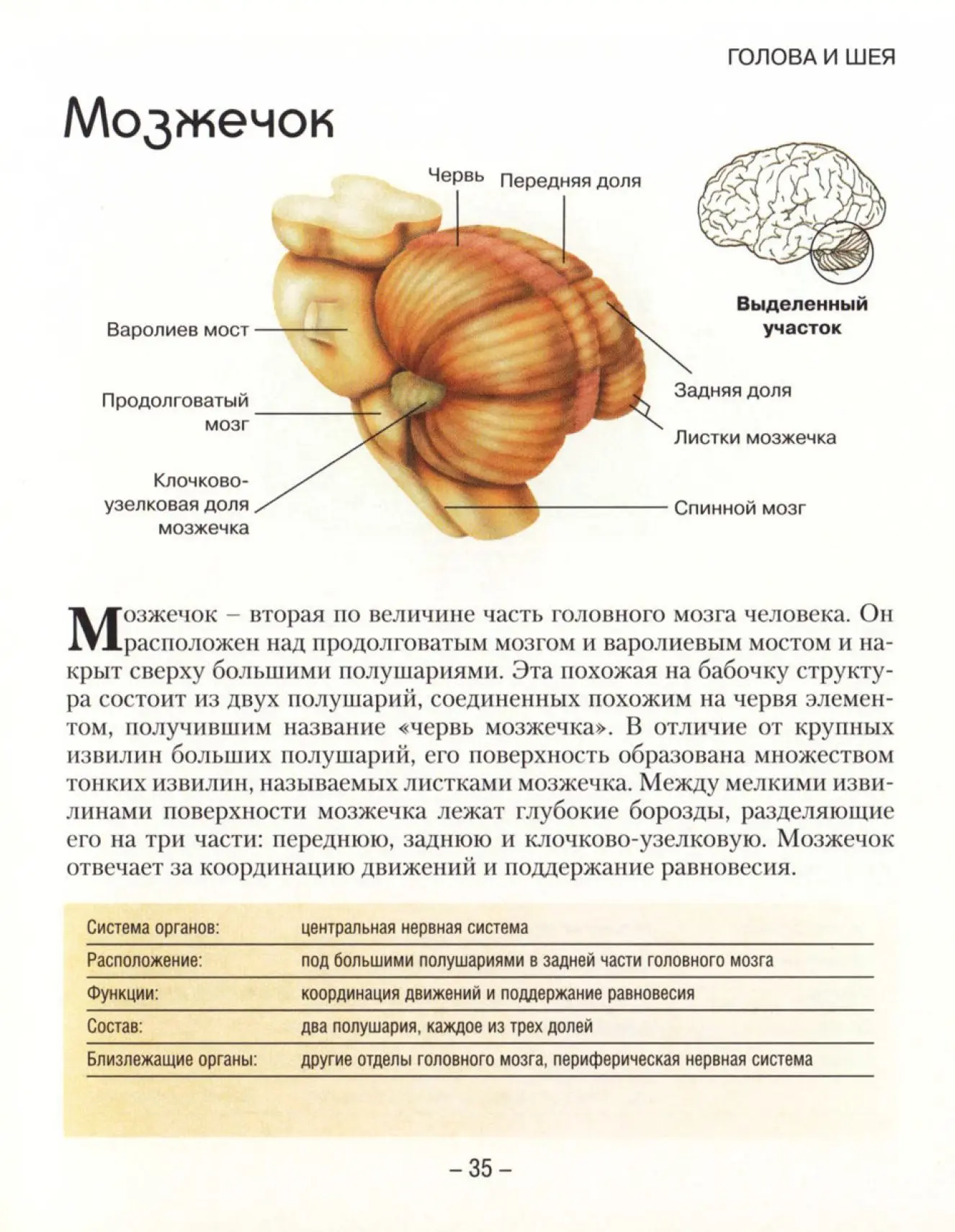 Мозжечок и ствол мозга
