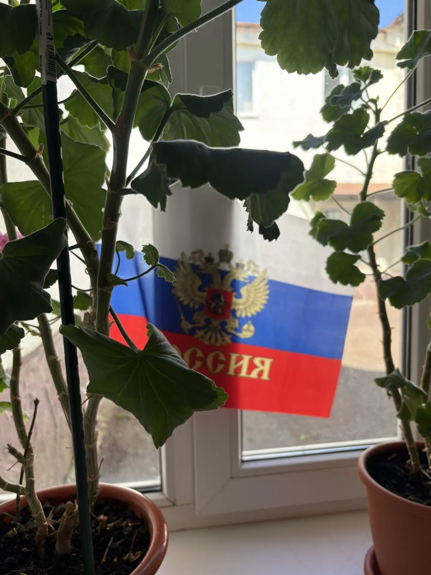 🇷🇺 22 августа День флага России 🇷🇺