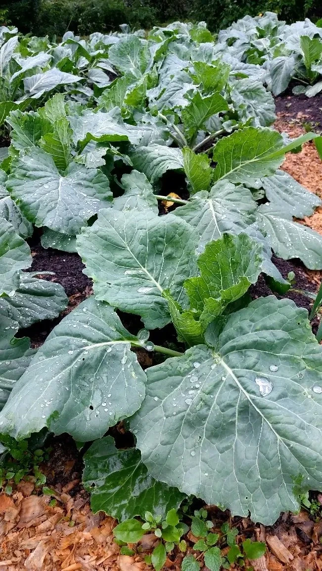 Прошёл летний месяц трудовой практики на нашем миниагрокомплексе! 🌱

Что сделано?

Посадки, в основ
