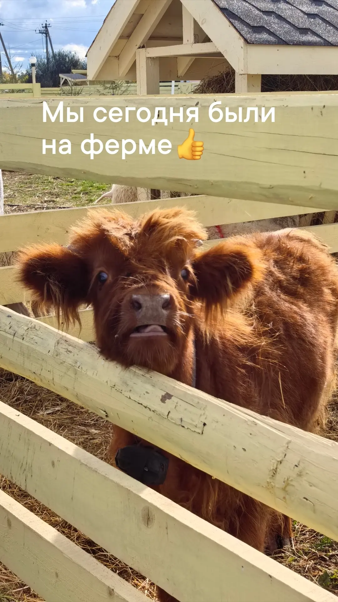 Мы сегодня ходили на ферму при сыроварне Олега Сироты. Там было очень много коз, барано...