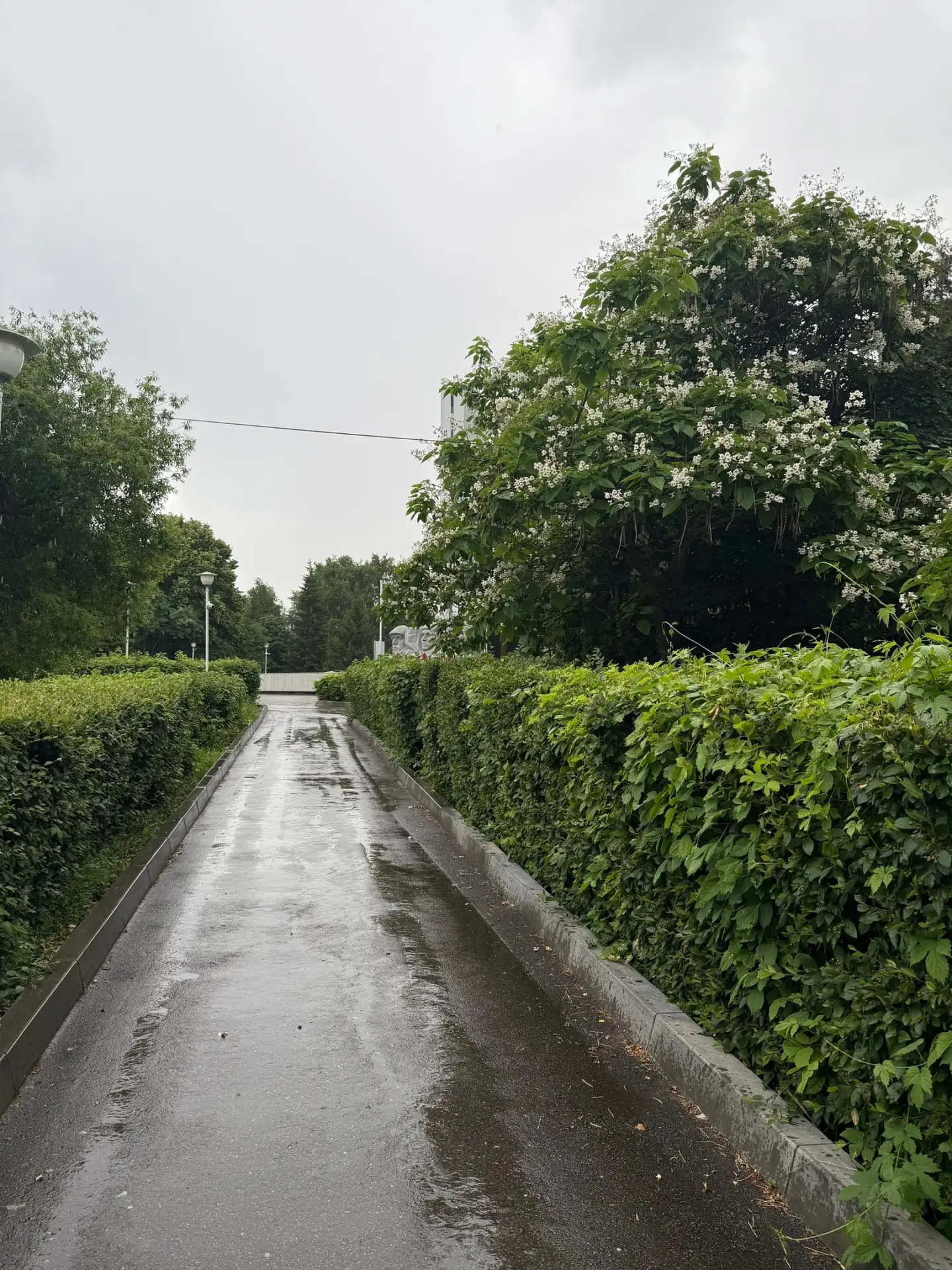 Летний дождь ☔️ несет  свою особенную атмосферу