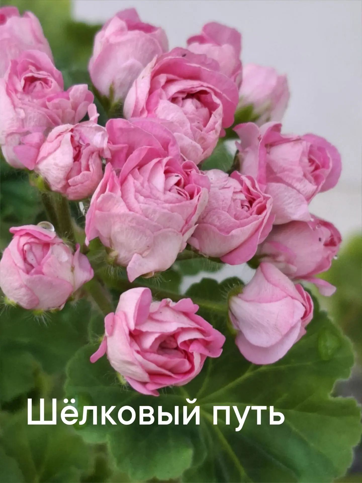 📌 #Продам