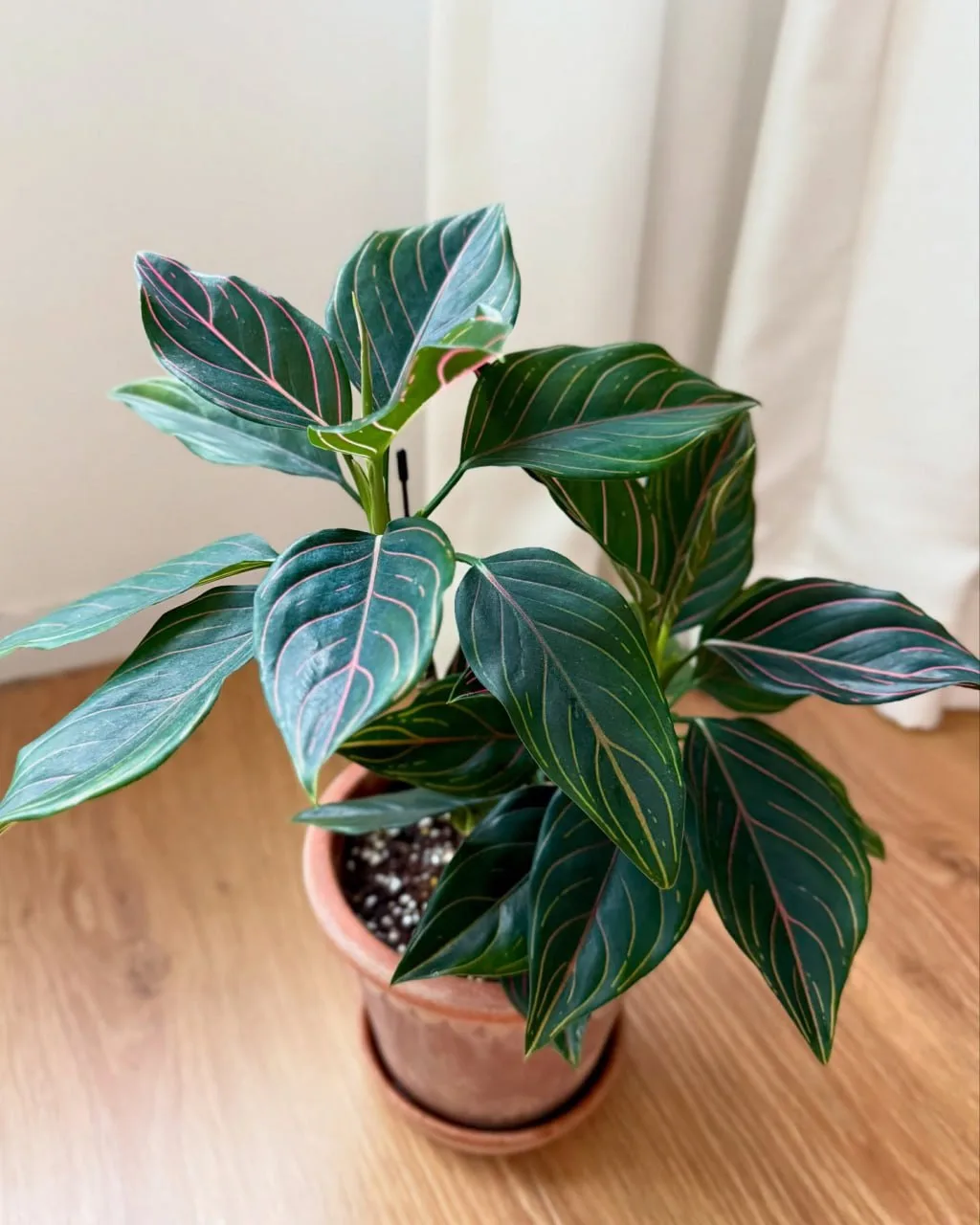 🌱 Пересадка аглаонемы