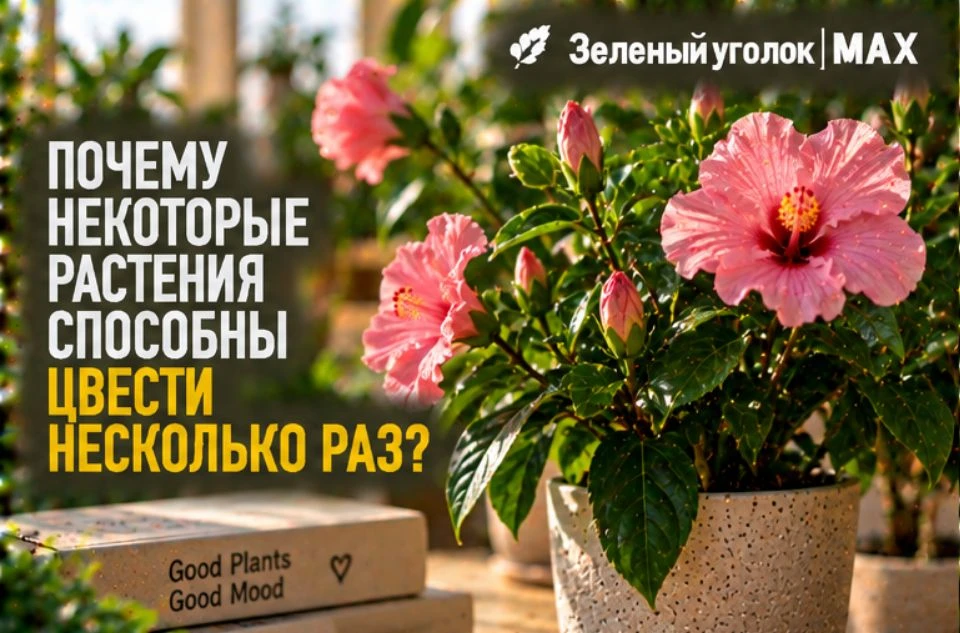 🌸 ПОЧЕМУ НЕКОТОРЫЕ РАСТЕНИЯ СПОСОБНЫ ЦВЕСТИ НЕСКОЛЬКО РАЗ?