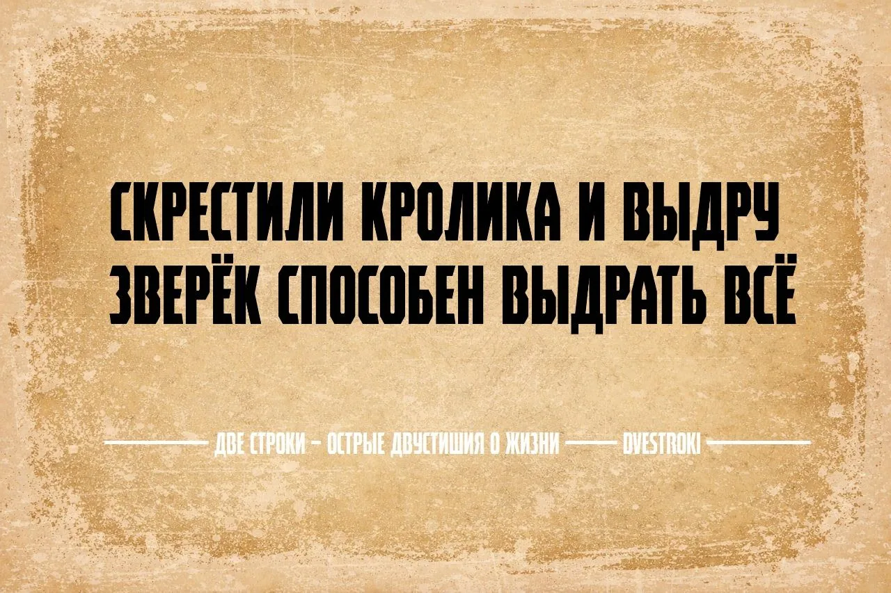 Две строки – остроумные двустишия в Telegram и Мах