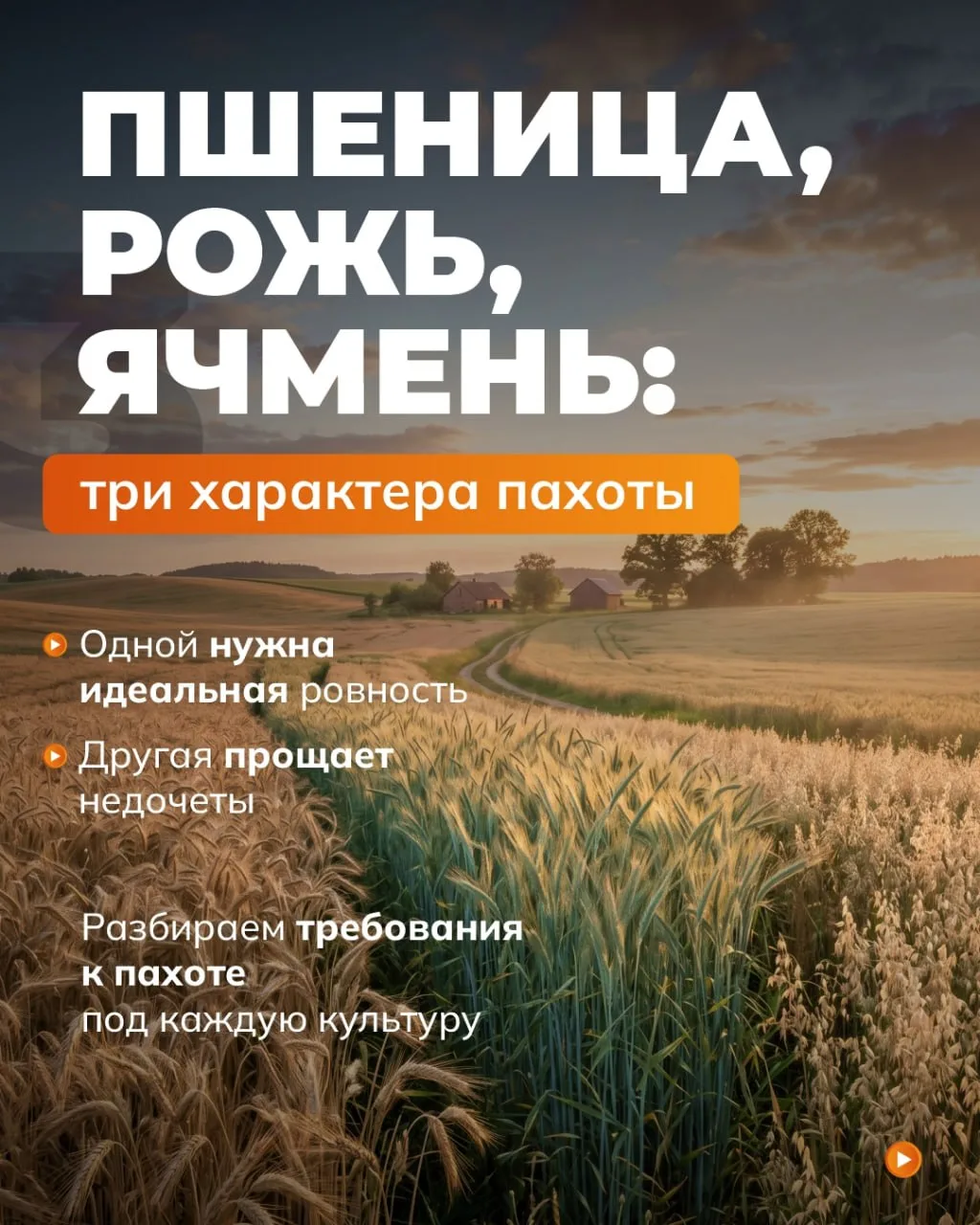 🔥 Пшеница, рожь, ячмень: кто простит ошибки пахоты, а кто убьет урожай