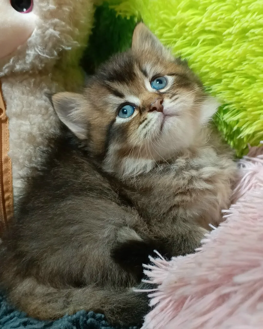 Продам шотландских кошек, Макеевка