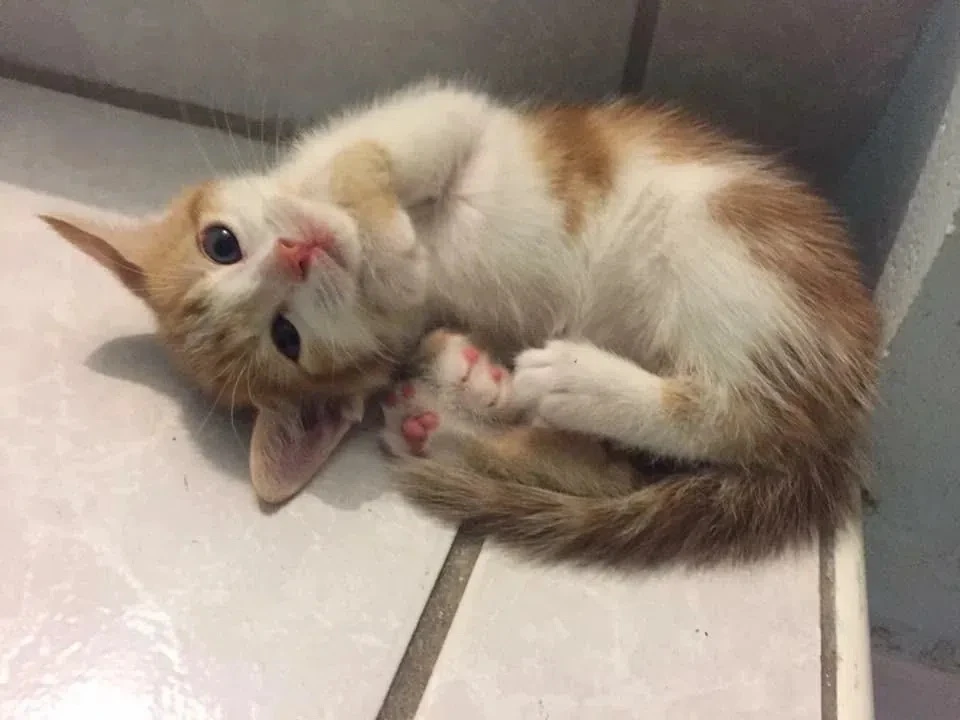 С понедельником, котятки 😺