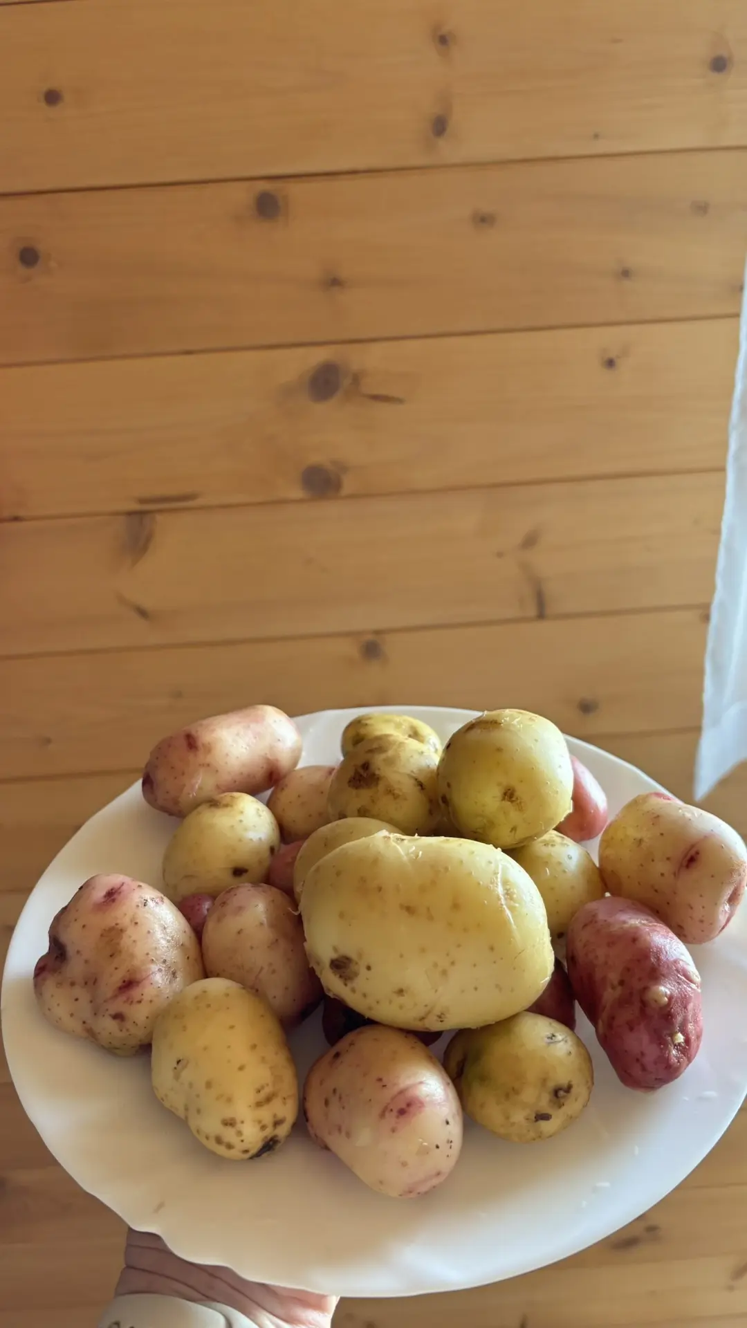 Сегодня официально открыли сезон молодой картошки! 🥔