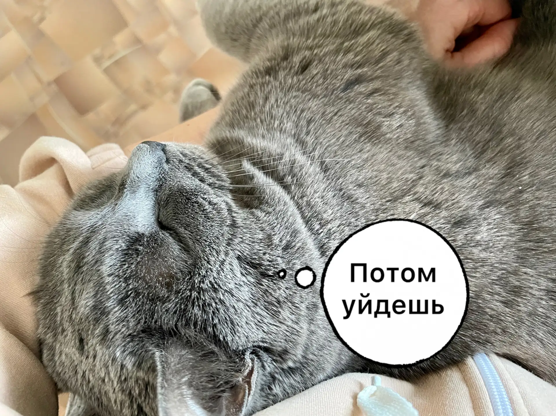 Няша, когда мне надо куда-то уходить🤣