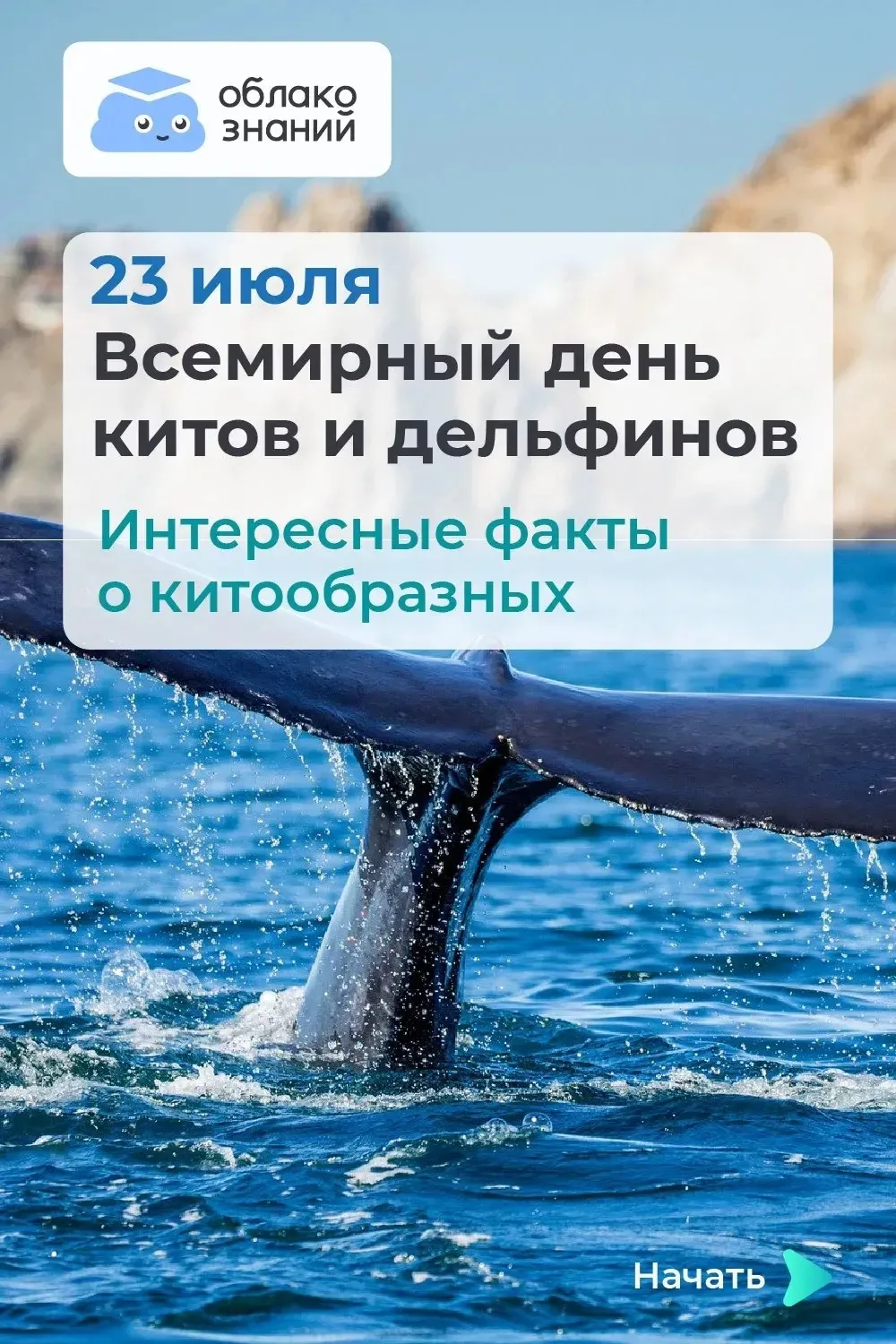 🐳🐬 Всемирный день китов и дельфинов отмечается ежегодно 23 июля. В этот день в 1982 году Междунаро