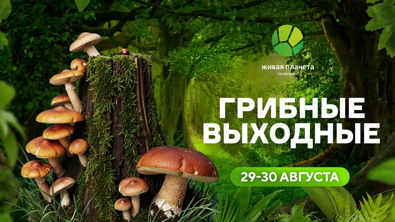 В разгар грибного сезона телеканал «Живая Планета» посвящает два дня — 29 и 30 августа ...