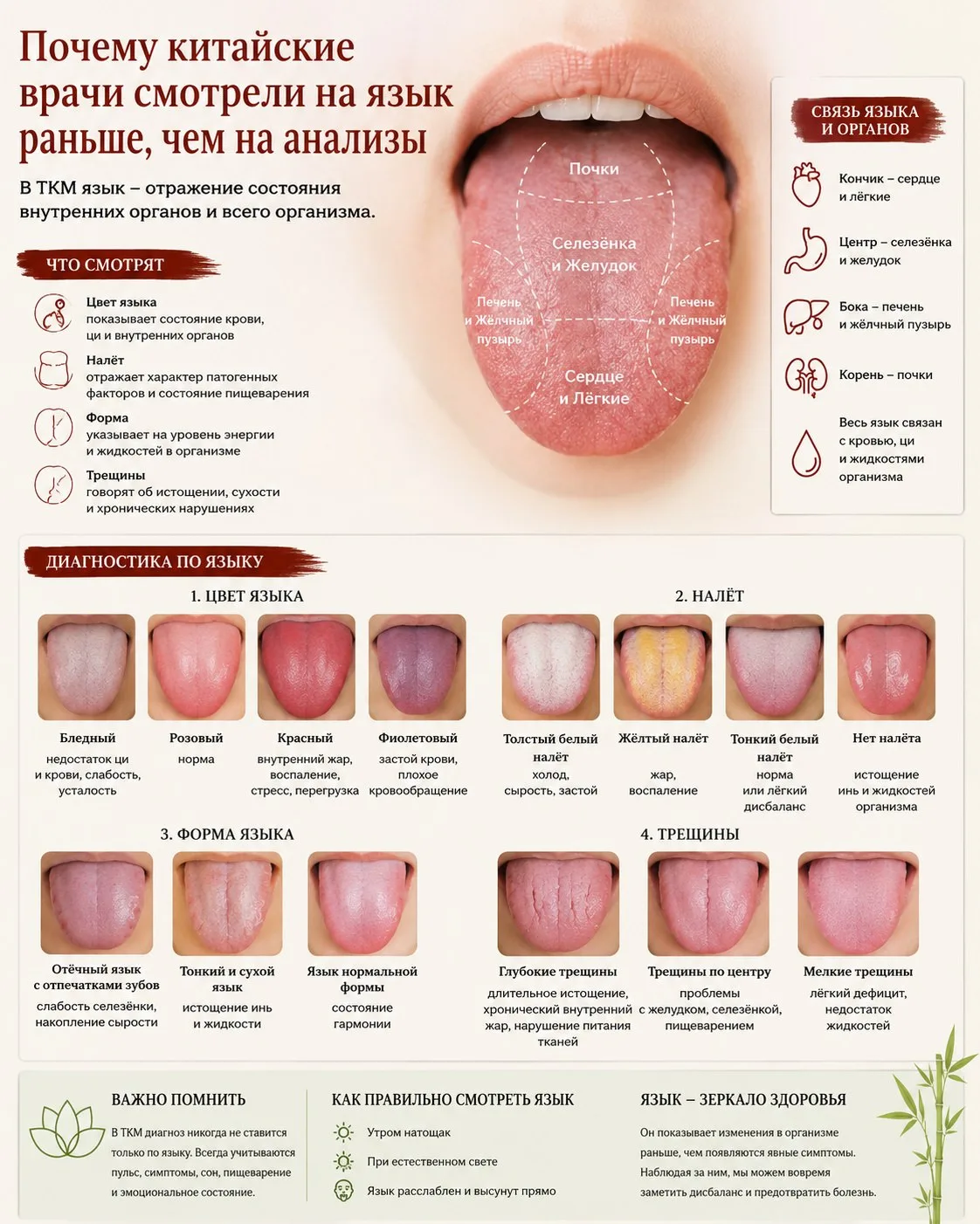Почему китайские врачи смотрели на язык раньше, чем на анализы