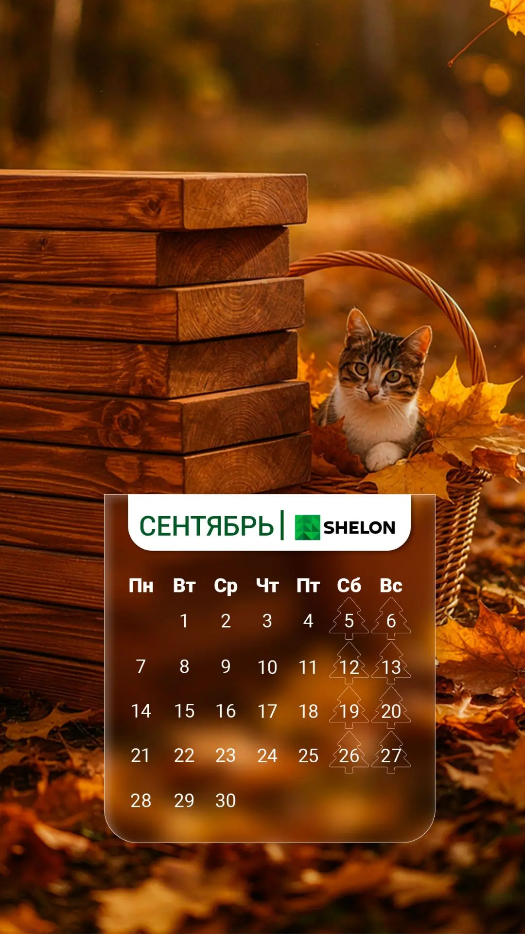 🦔 Время лесных историй