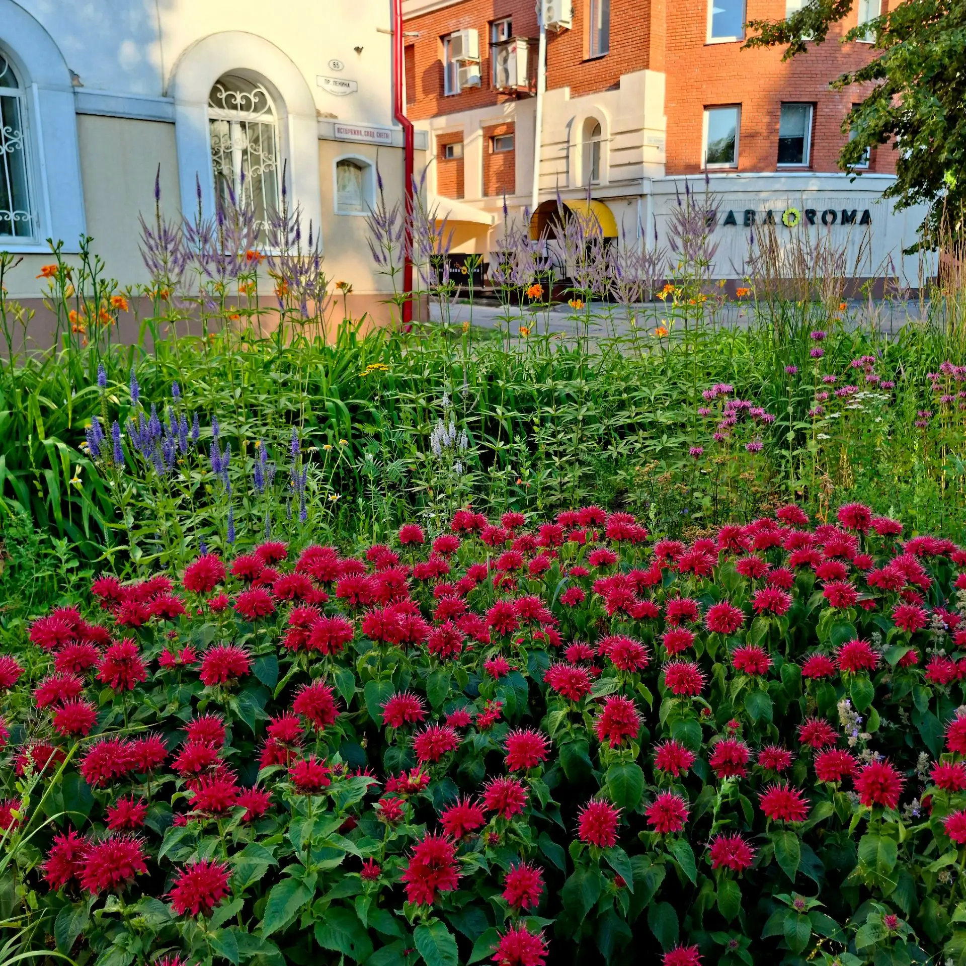 🔥 «Новое дыхание» в самом расцвете!

🌼 Цветник «Новое дыхание» на проспекте Ленина у Роддома №1 на
