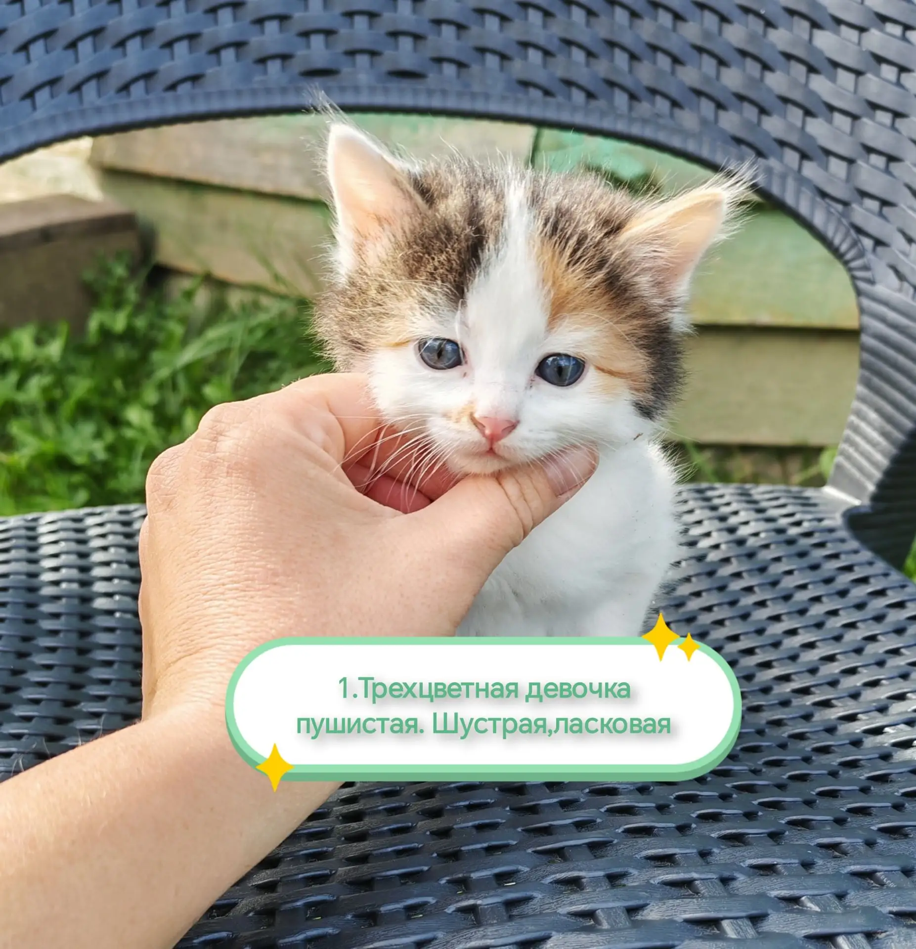 Мы готовы отдать в добрые руки этих пушистых крошек. Три трех цветные кошечки и один че...