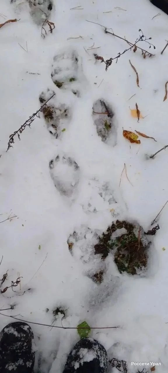 🐻 Медвежьи следы обнаружили энергетики в Свердловском лесу