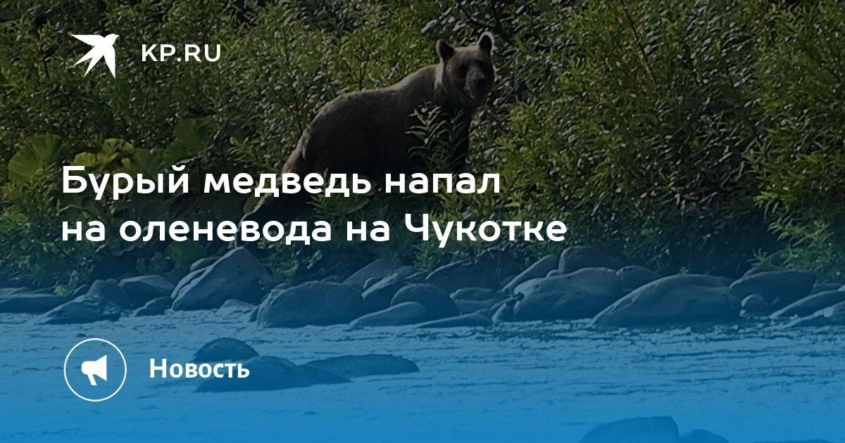 На Чукотке бурый медведь напал на оленевода