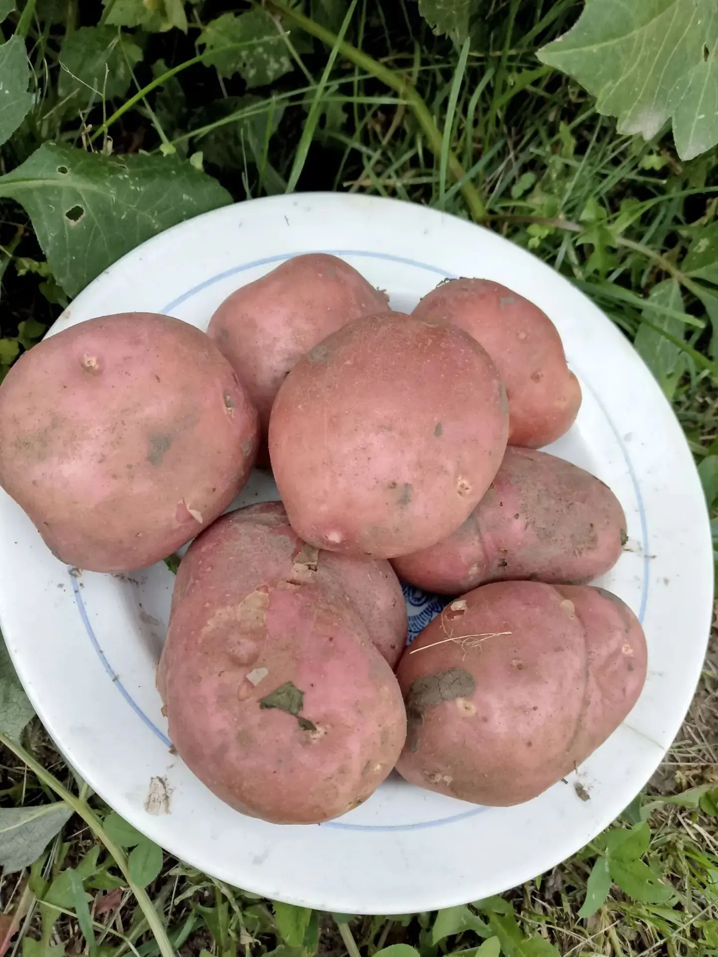 - Хәерле көннәр. Кызу, яндыра, ышыкта +35. Бәрәңгене алып карадым. Ике төрле сорт: "Фламинго" һәм "С