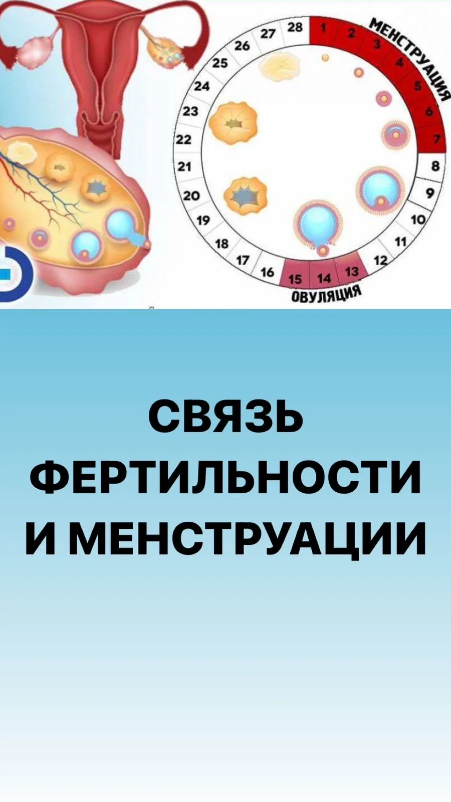 🔴Связь фертильности и менструации