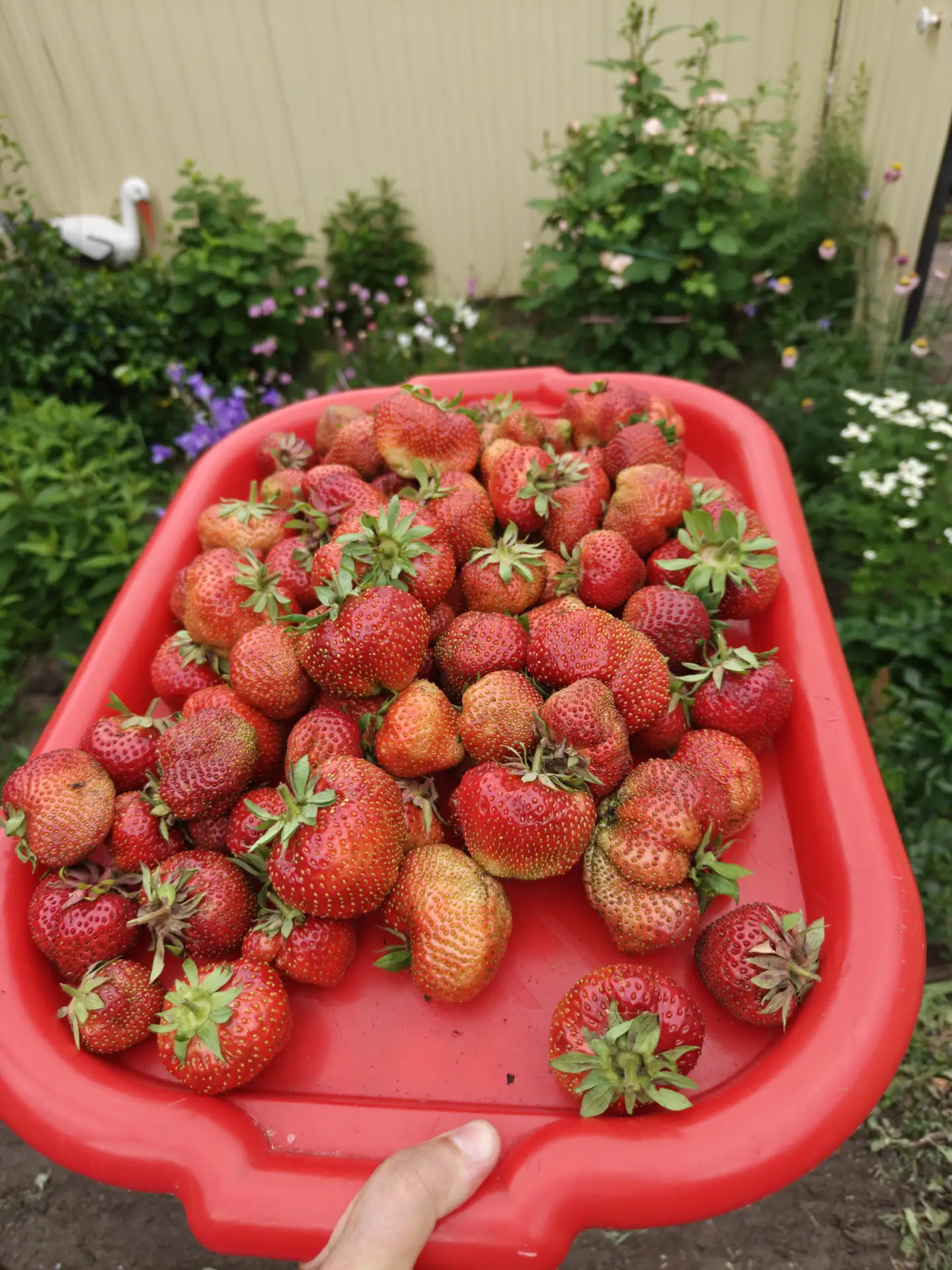Доброе утро! Кому витаминки? 🍓🍓🍓