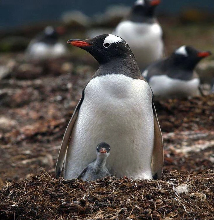 Внимательный птенец пингвина заметил фотографа. 🐧
