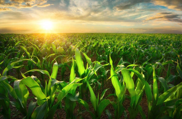 🌱Сейте щедро!