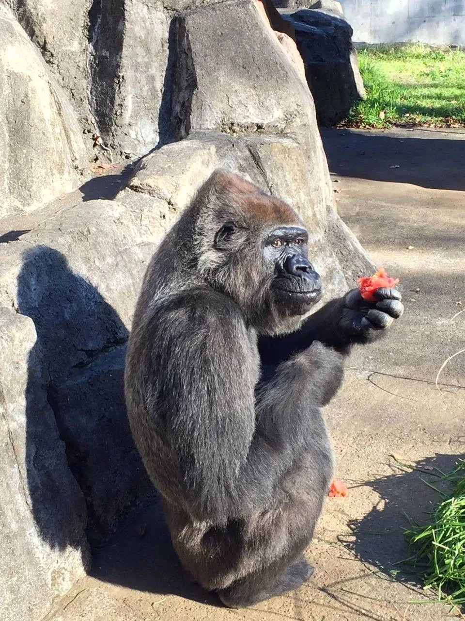 🦍 Гориллы могут научиться языку жестов
