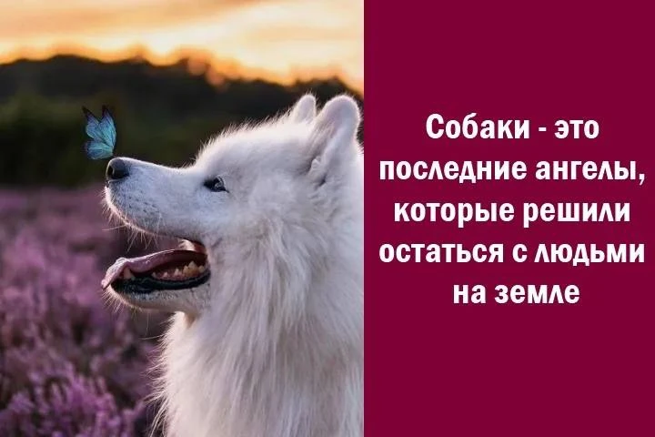 Международный день собак — неофициальный праздник, посвящённый четвероногим друзьям человека. 

Он п