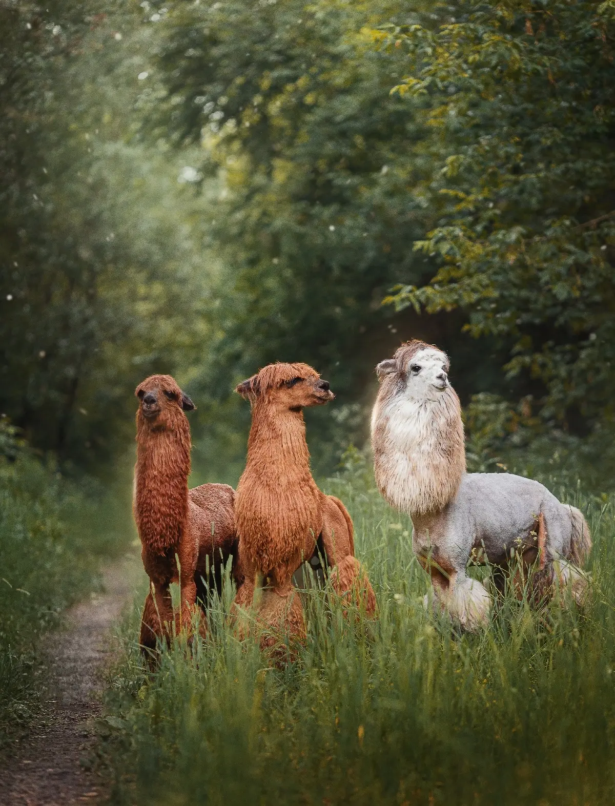 🦙 Бесплатный вход для детей в Альпака Парк в Сокольниках