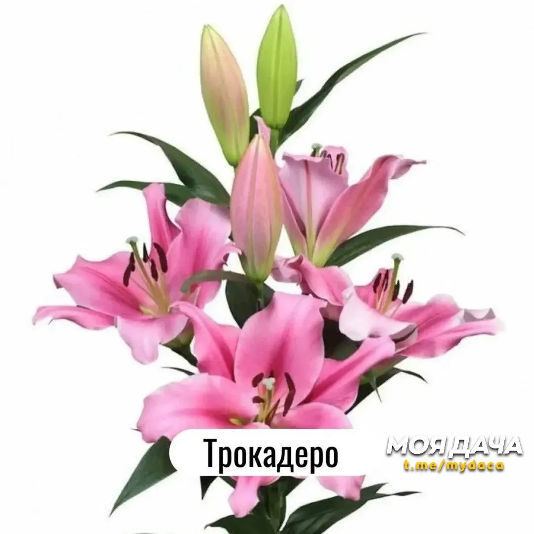 Лилии крупного разбора 🌸

Посадил и сразу получил шикарный букет!