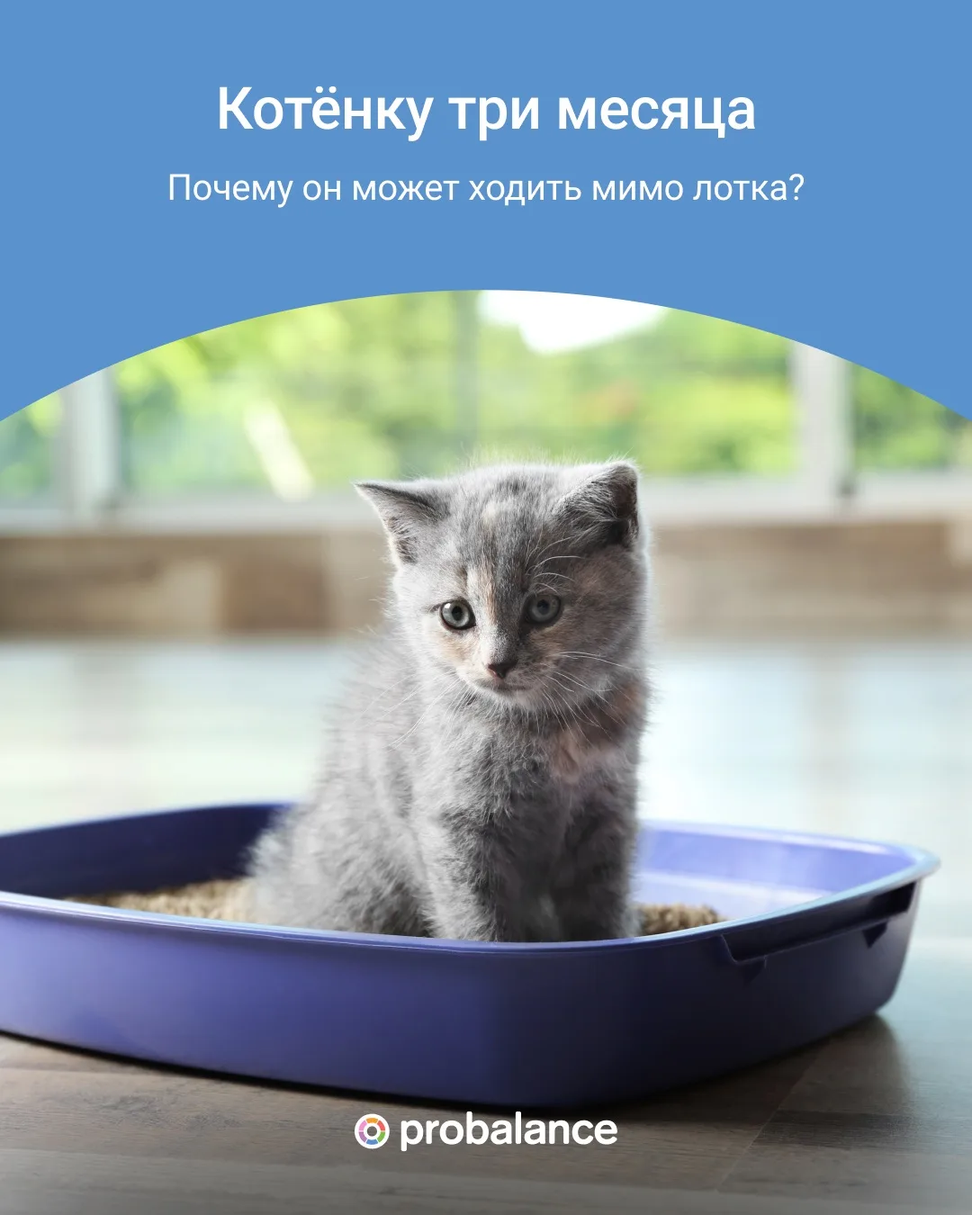 Котёнку уже три месяца, а с лотком всё ещё проблемы? 🥲