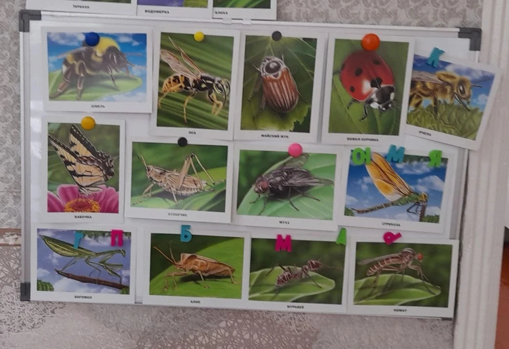 🐛🦗🐞🎨 Сегодня в старшей группе детского сада «Зернышко» мы погрузились в удивительный «Мир насеко