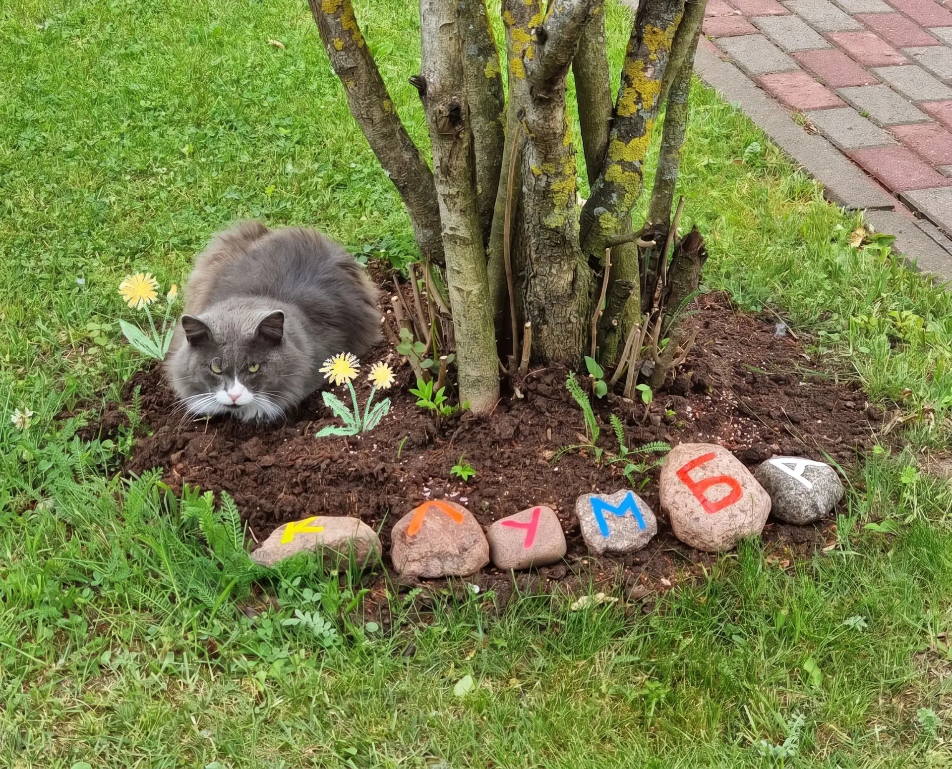 На нашей клумбе распушились КОТуванчики 🌼