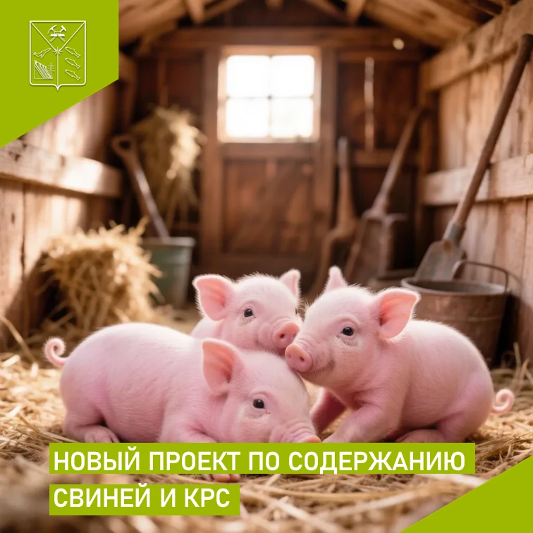 📍Минсельхоз предложил продлить до 2032 года ветеринарные правила содержания свиней и К...