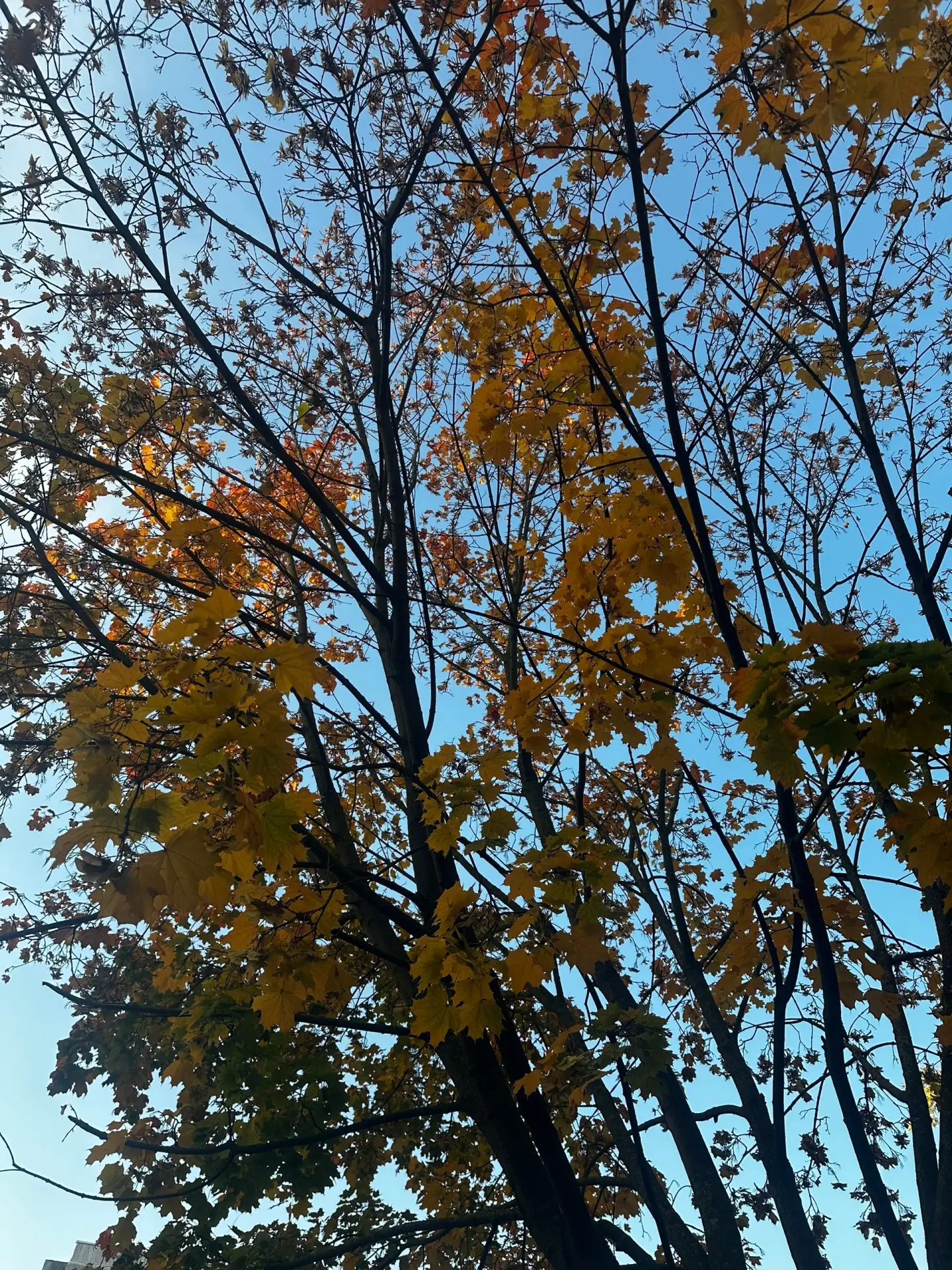 Всем прекрасного доброго осеннего утра 🍂