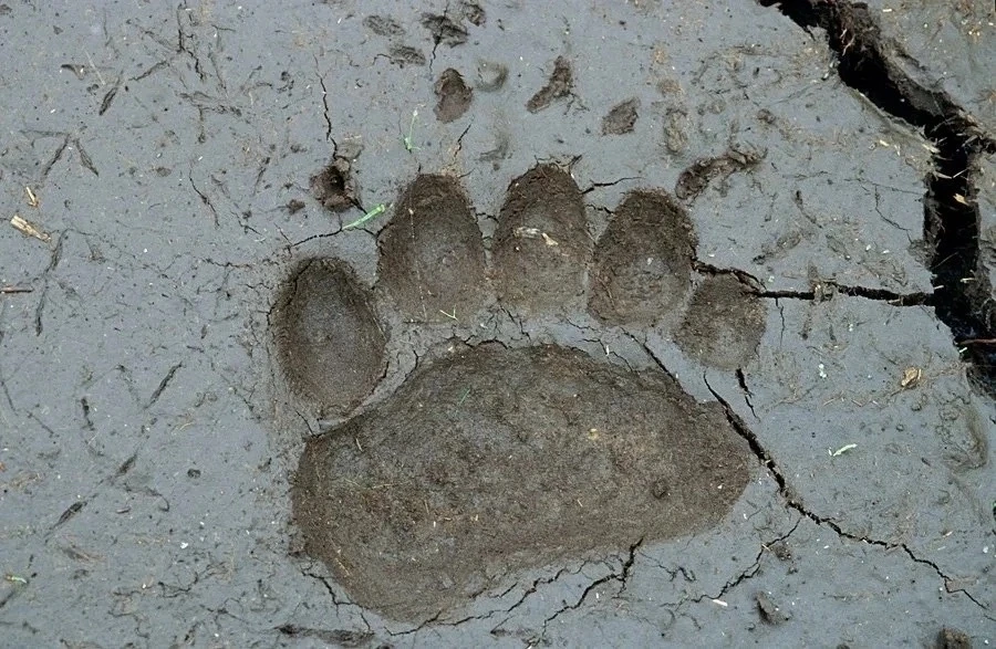 🐻 Медведь снова вышел к людям в пригороде Барнаула