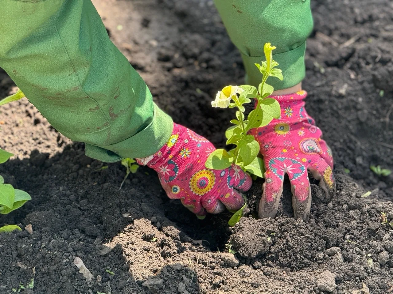 🌺🌸В Бийске стартовала высадка цветов  Специалисты ООО «Зеленстрой» приступили к оформлению цветников