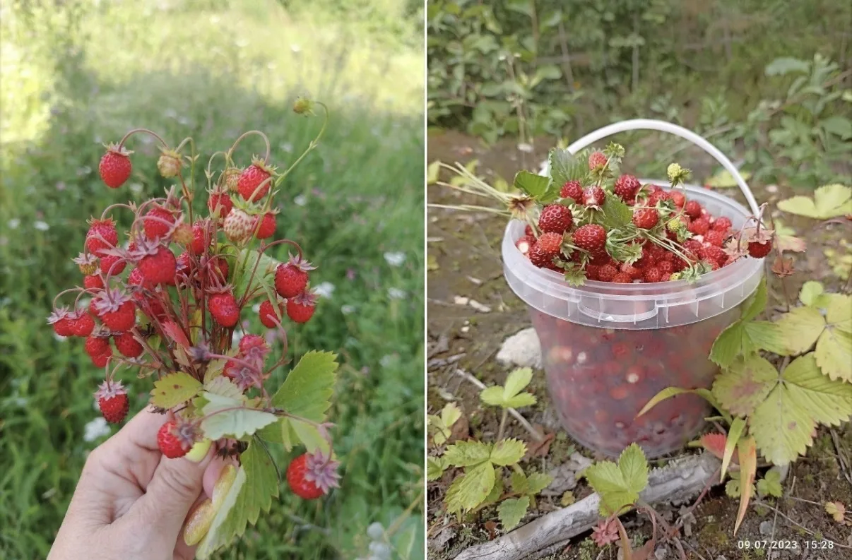 Выборгский район