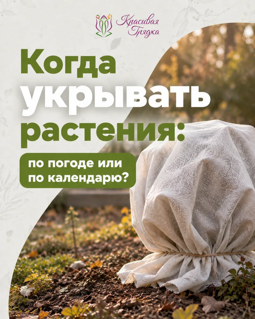 🍂 Когда укрывать растения: по погоде или по календарю?