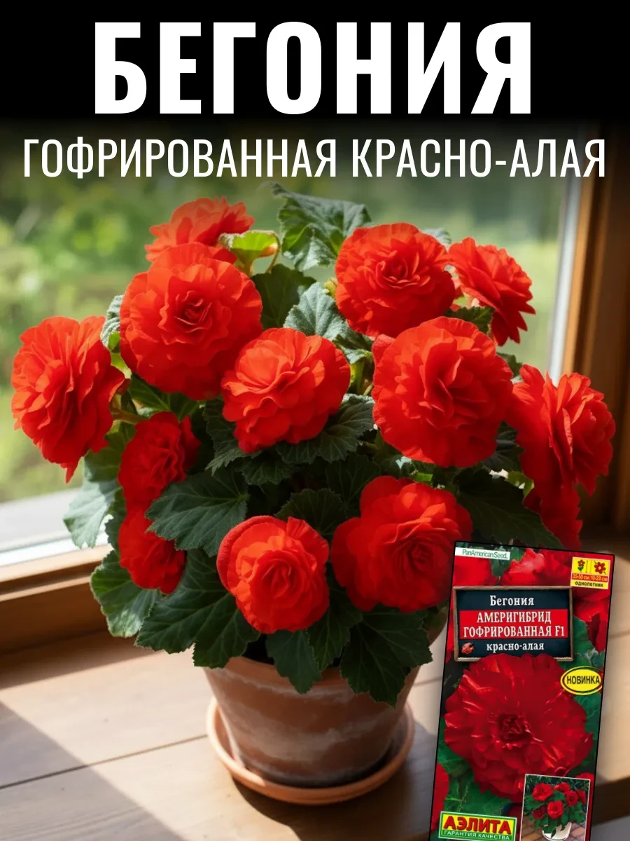 ✅ В наличии  БЕГОНИЯ АМЕРИГИБРИД ГОФРИРОВАННАЯ имеет феноменально крупные цветы, которые могут дости