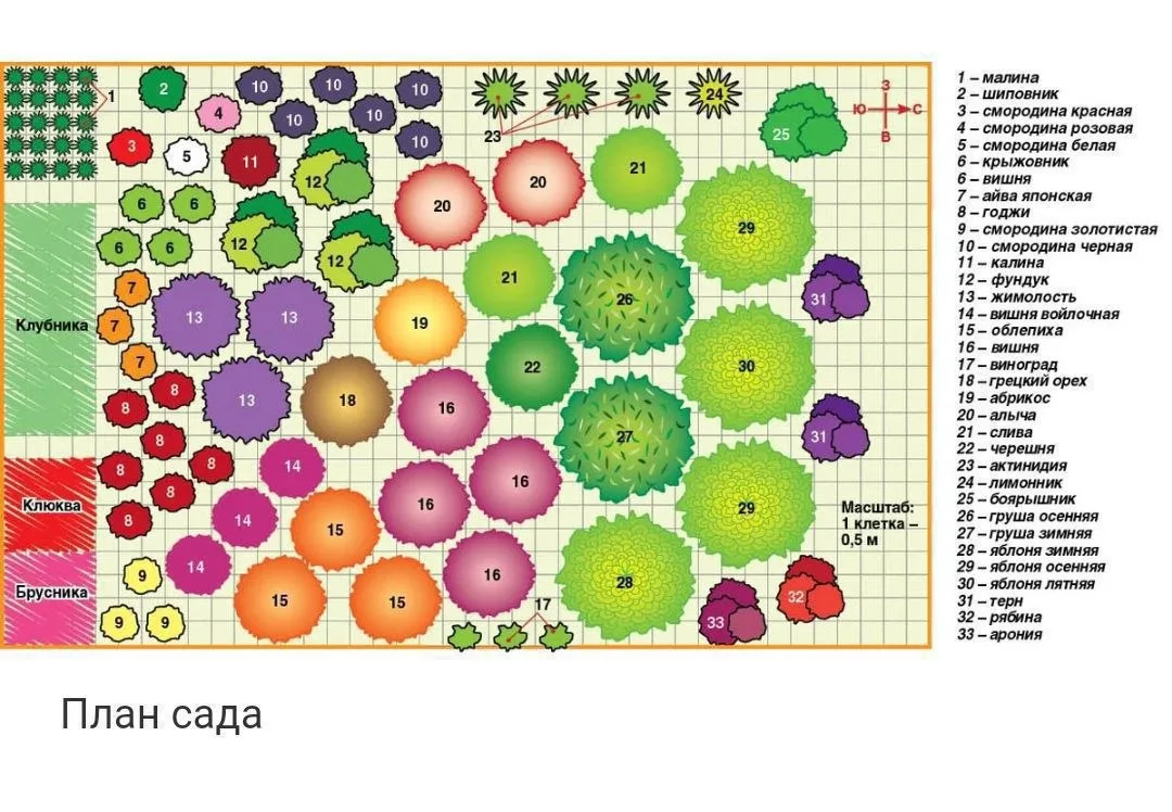 Уместится 100 растений: схема плодового сада на 2,5 сотках