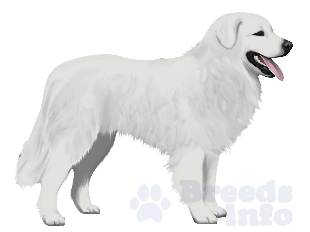 ⚡Словацкий чувач ⚡ породы собак ⚡ крупные породы собак ⚡️breedsinfo ⚡️dogmem
